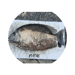 來到澎湖釣魚去