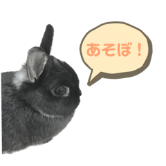 mitsuba_black_rabbits328