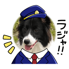 Border collie Wendy