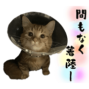 manchikannokyuu