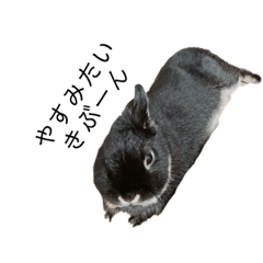 Ohagi the Netherland Dwarf rabbit