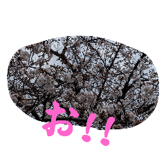 桜の画像スタンプ