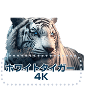 White tiger 4K