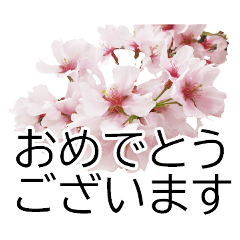 *Flower* Cherry Blossoms -Polite Ver.-