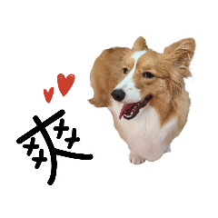 Corgi puppy for daily use and for fun