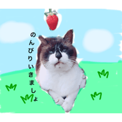 たぬきのた〜ちゃん