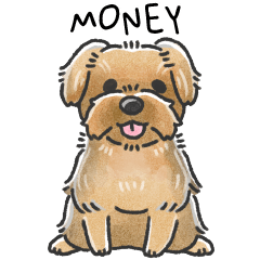 Money The Yorkshire Terrier