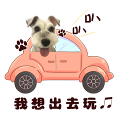 哈娜寶貝-雪納瑞