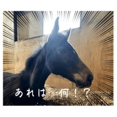 Alice_20230325113243