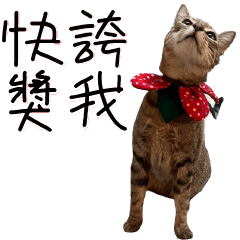 Cats daily5 languages.