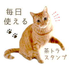 Red tabby cat everyday life sticker