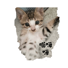 眯眯貓貓-第二彈