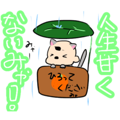 Aoi_20230325164206