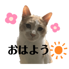 nyanchan_20230325210605