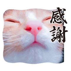 sakura_20230325224335