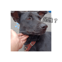 小黑的可愛貼圖