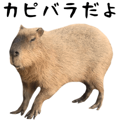 It is the photograph that the capybara