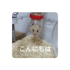 TANUKI_20230326084635