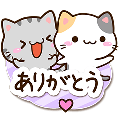 Cute Calico cat and American shorthair2