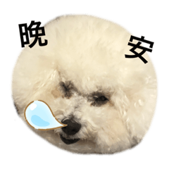 Bichon_dodo