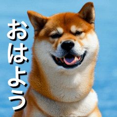 This is Shiba Inu