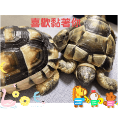 阿財與阿寶的日常