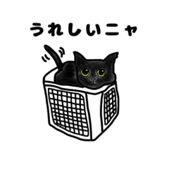 ニャンズときどきワンコ