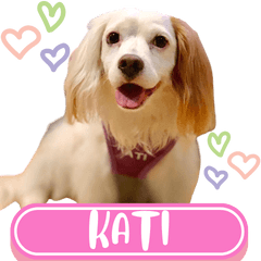 WOOFME WITH KATI THE CAVAJACK