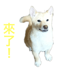 發柴1