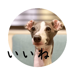 icchan_20230326184329