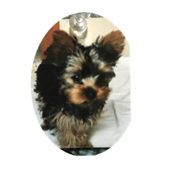 Yorkie’s icon