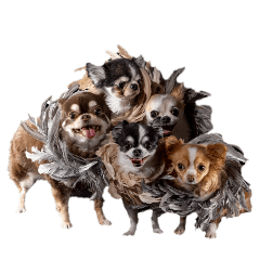 Dried flower Dogs