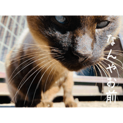 Alice_20230326214239