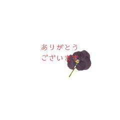 hikari_20230326235942