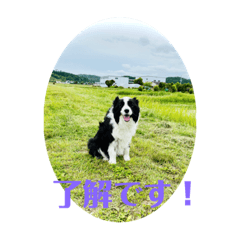 sakura_20230327142528