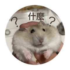 QQ蛋の日常