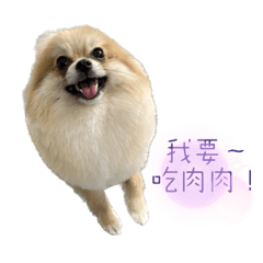 博美弟弟