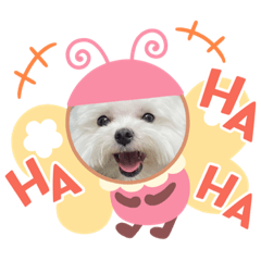 Maltese Miumiu