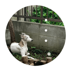 ウィペットのラブ〜その2〜