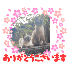 megumi_20230327211927