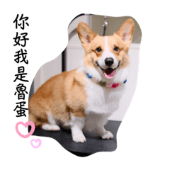 Corgiludan