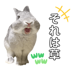 Funny bunny stickers