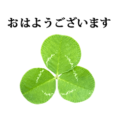 clover leaf 4