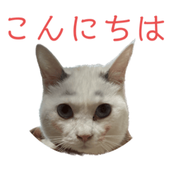 Kumachan_20230328114419