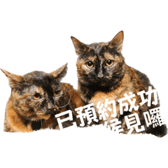 玳瑁貓貓美髮預約用語