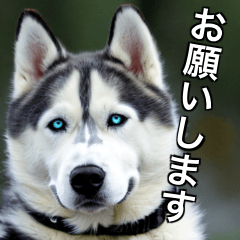 This is siberian husky