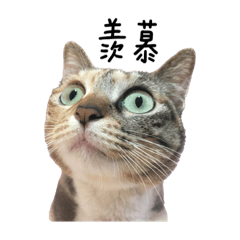 虎斑貓吳喵喵٩(●ᴗ●)۶第二彈