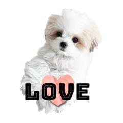 ShihTzu-Nuts_20230329094519