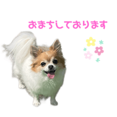 ドックサロンぼくのじかん