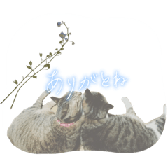 kaaa_20230329005916